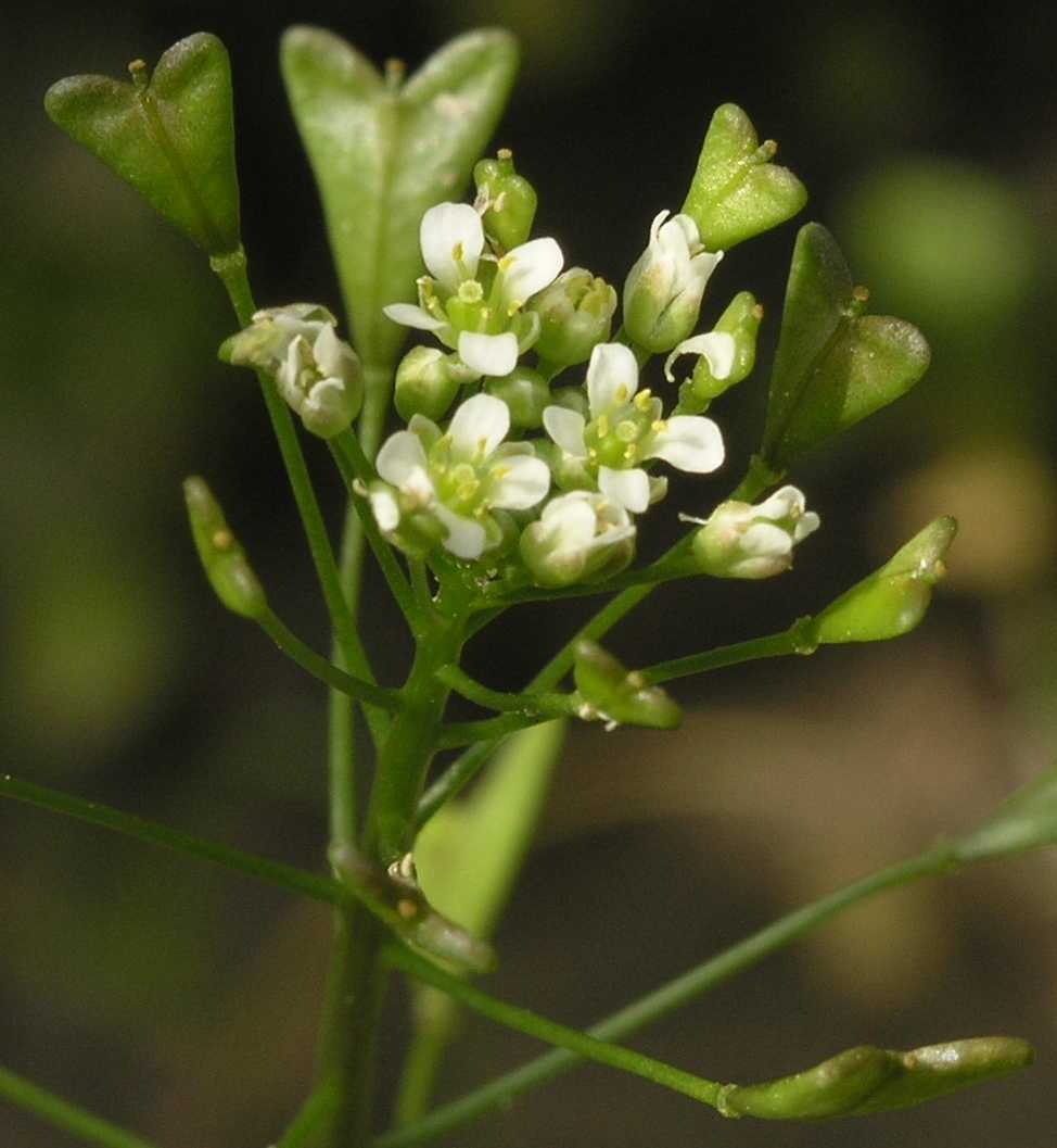 Brassicaceae Capsella bursa-pastoris