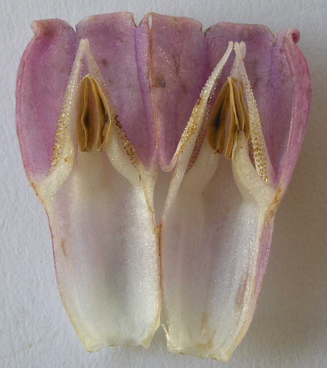 Boraginaceae Symphytum officinale