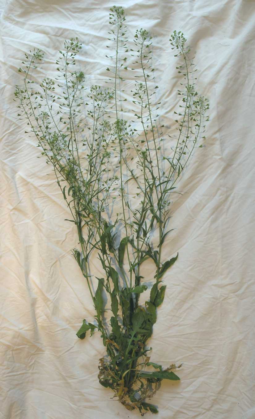 Brassicaceae Capsella bursa-pastoris