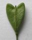 image of Capsella bursa-pastoris