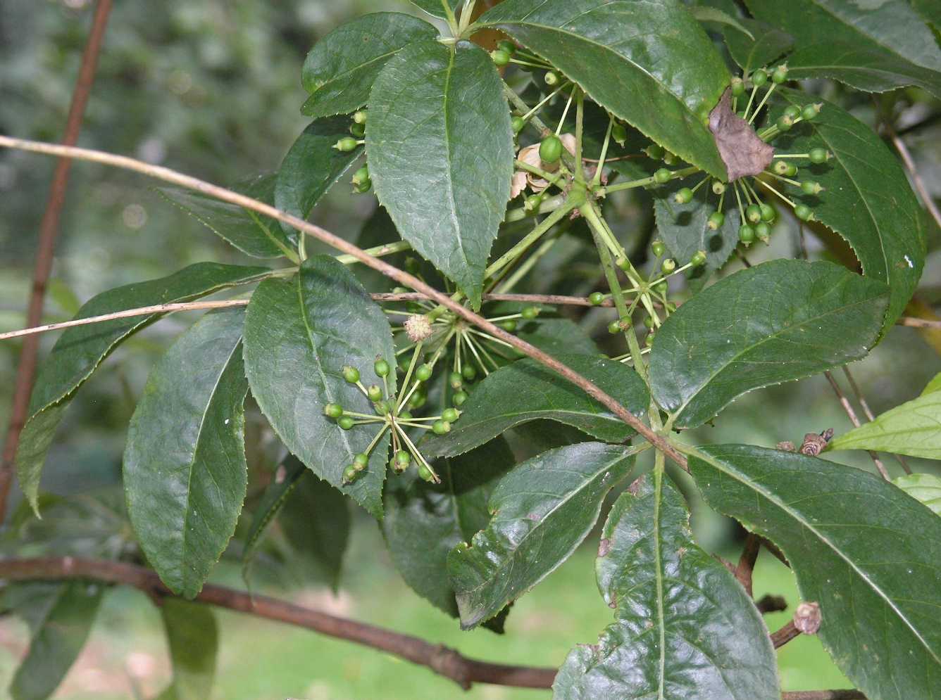 Araliaceae Eleutherococcus senticosus