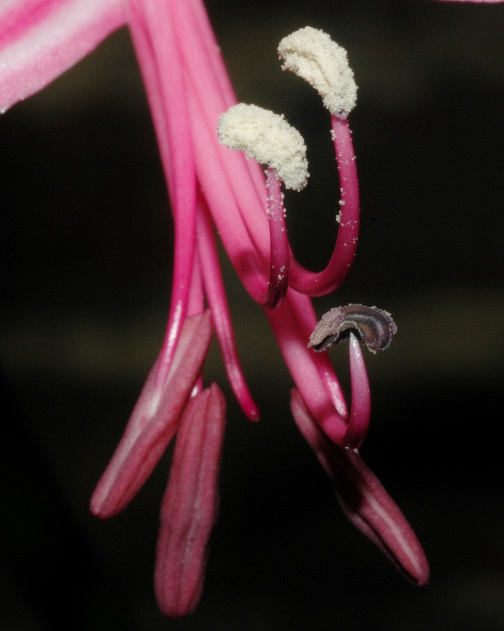 Amaryllidaceae Nerine bowdenii