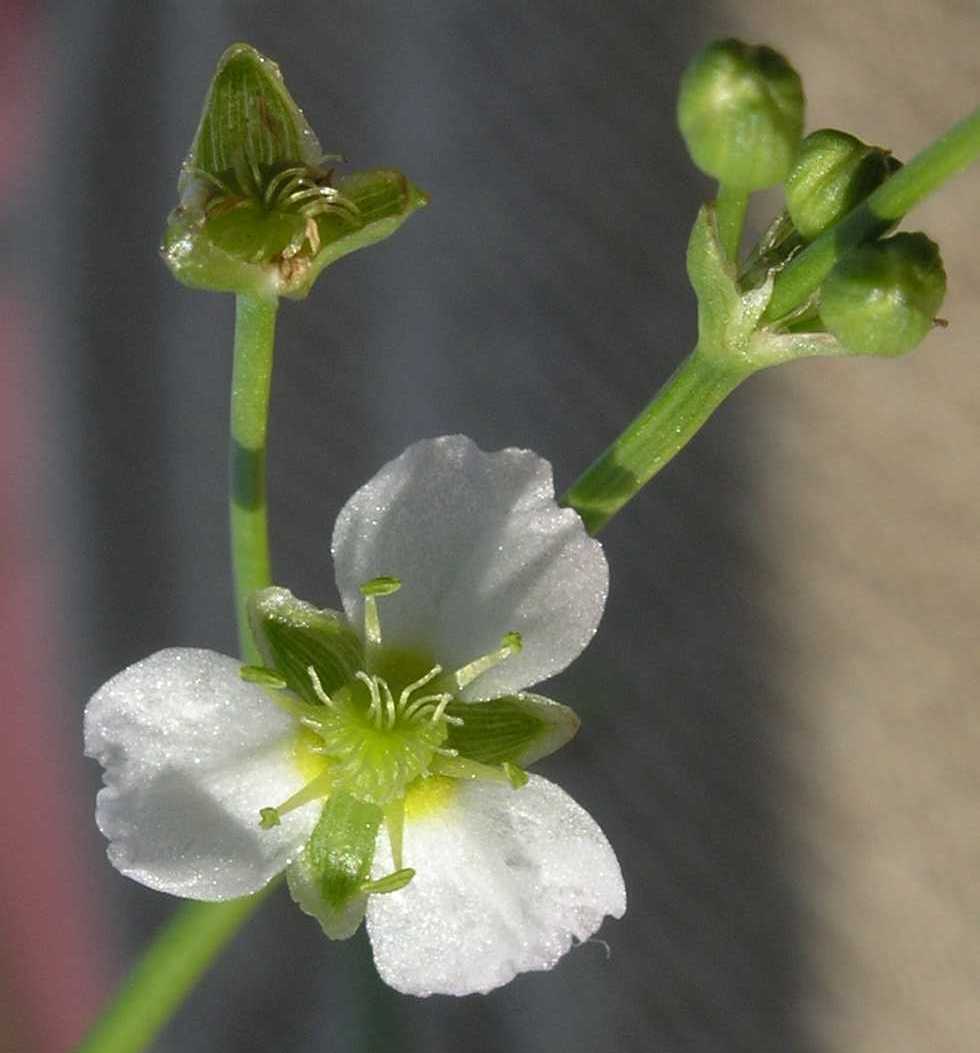 Alismataceae Alisma plantago-aquatica