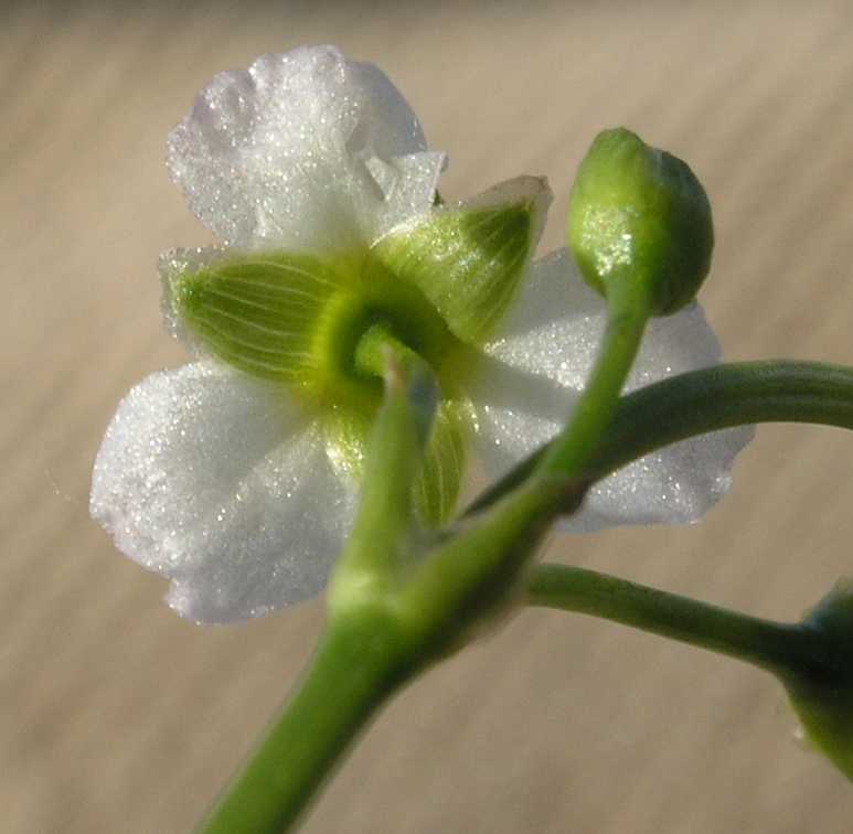 Alismataceae Alisma plantago-aquatica