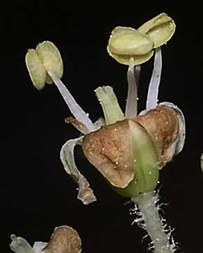 Araliaceae Aralia elata