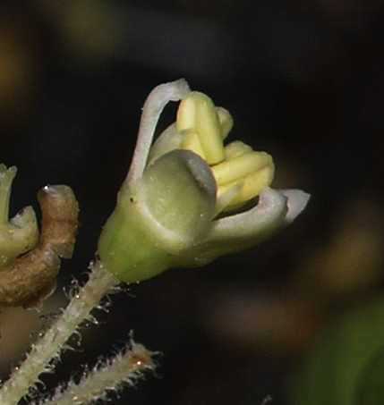 Araliaceae Aralia elata