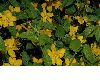 image of Kerria japonica