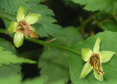 Rosaceae Kerria japonica