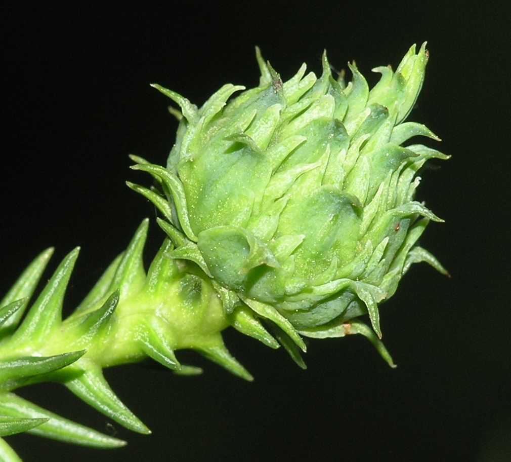 Cupressaceae Cryptomeria japonica