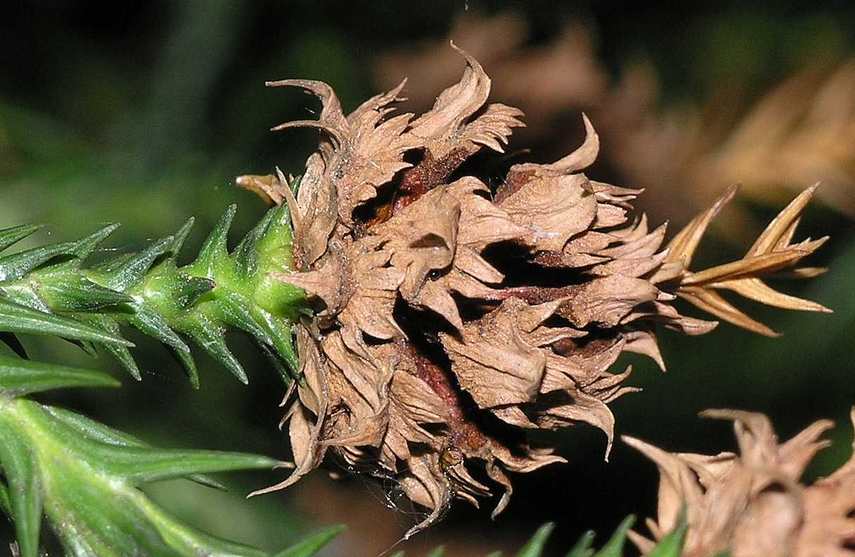 Cupressaceae Cryptomeria japonica