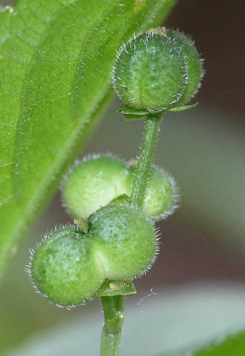 Euphorbiaceae Mercurialis perennis