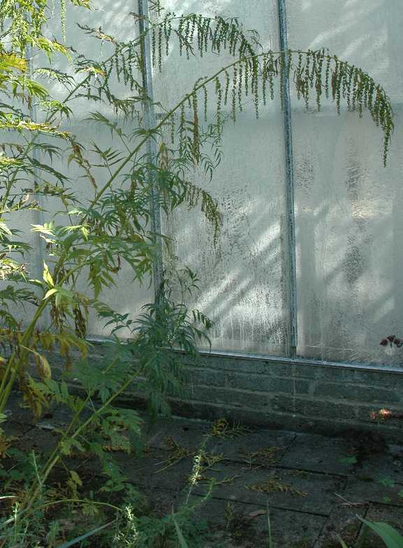 Datiscaceae Datisca cannabina
