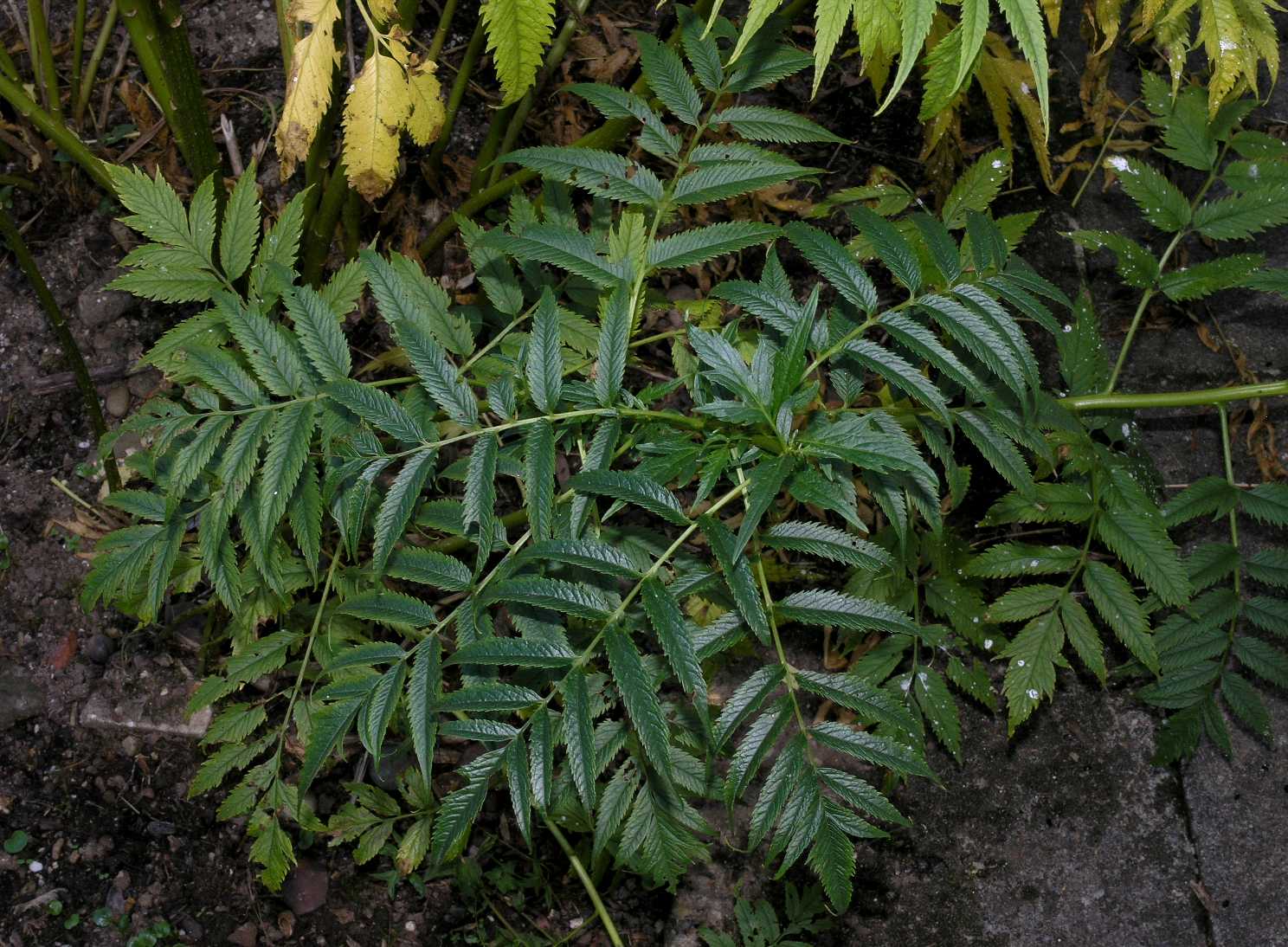 Datiscaceae Datisca cannabina