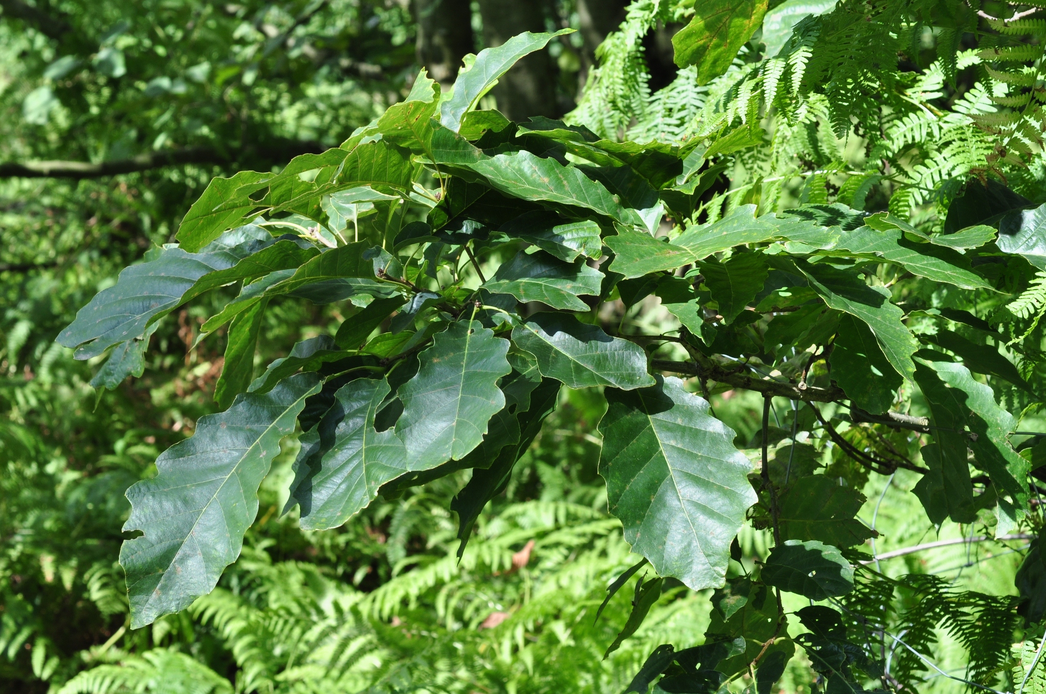 Fagaceae Quercus muehlenbergii