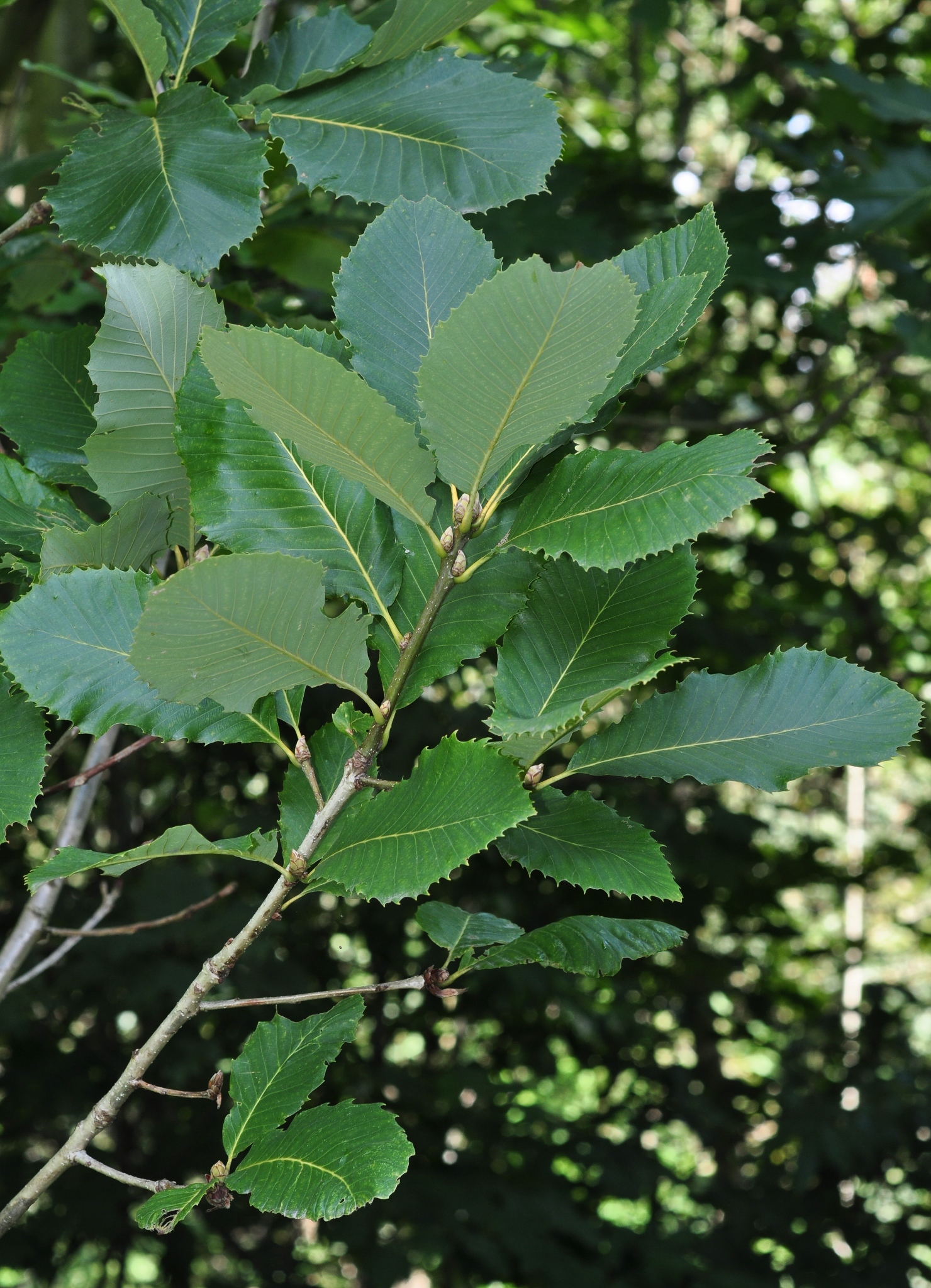 Fagaceae Quercus pontica
