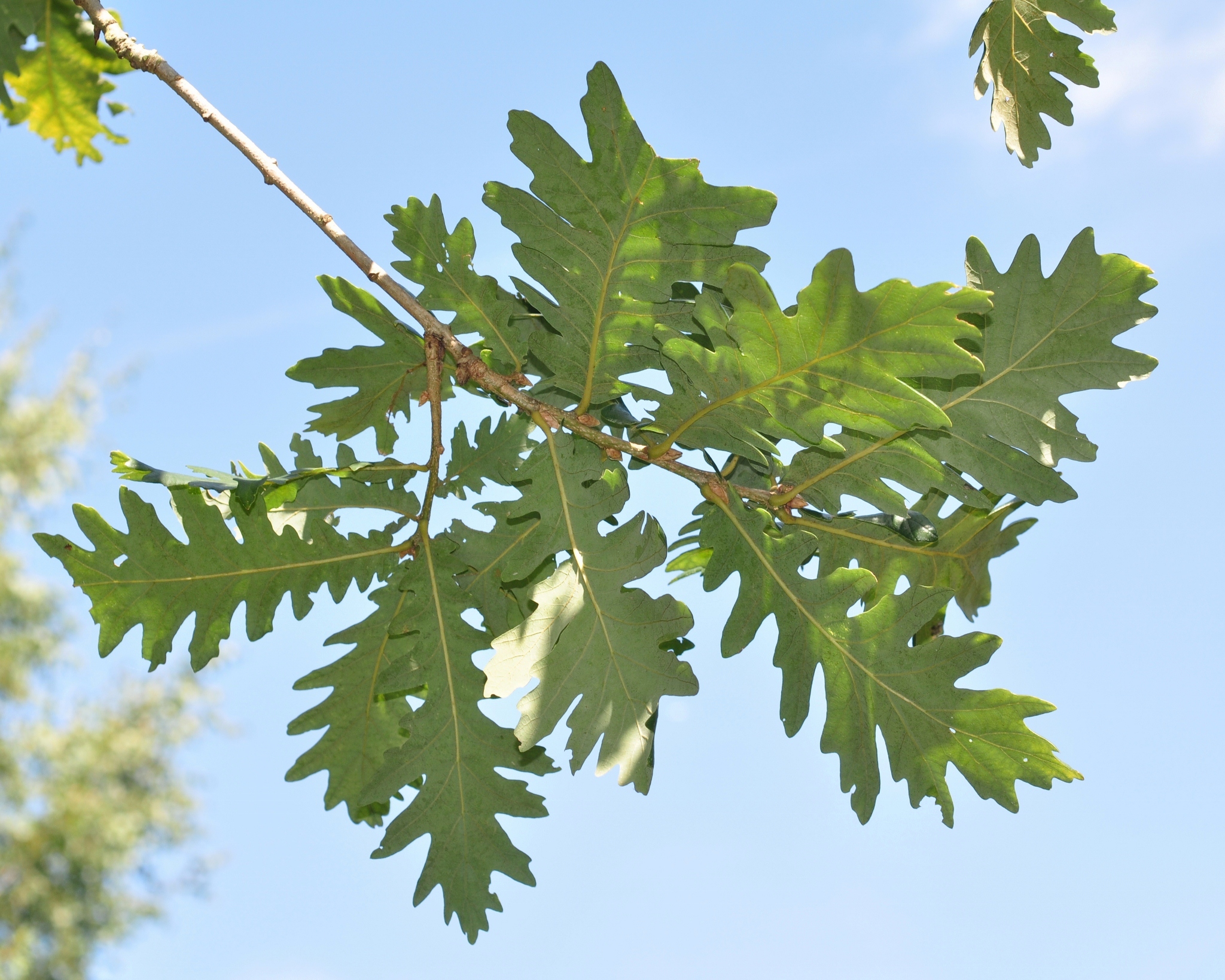 Fagaceae Quercus frainetto