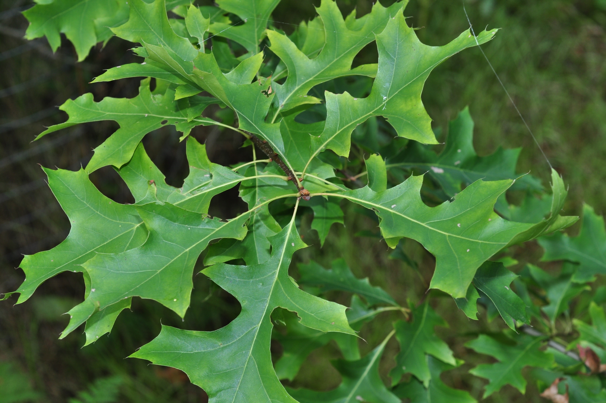 Fagaceae Quercus ilicifolia