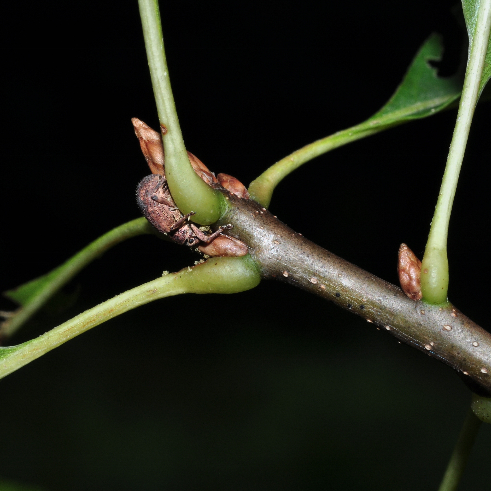 Curculionidae Strophosoma melanogrammum