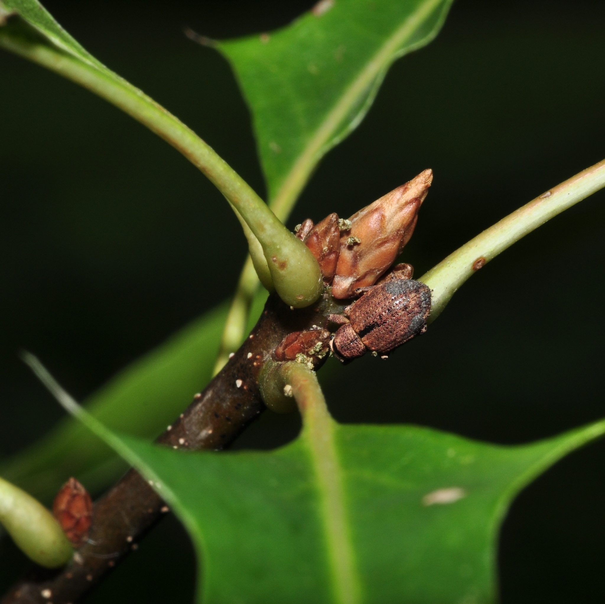 Curculionidae Strophosoma melanogrammum