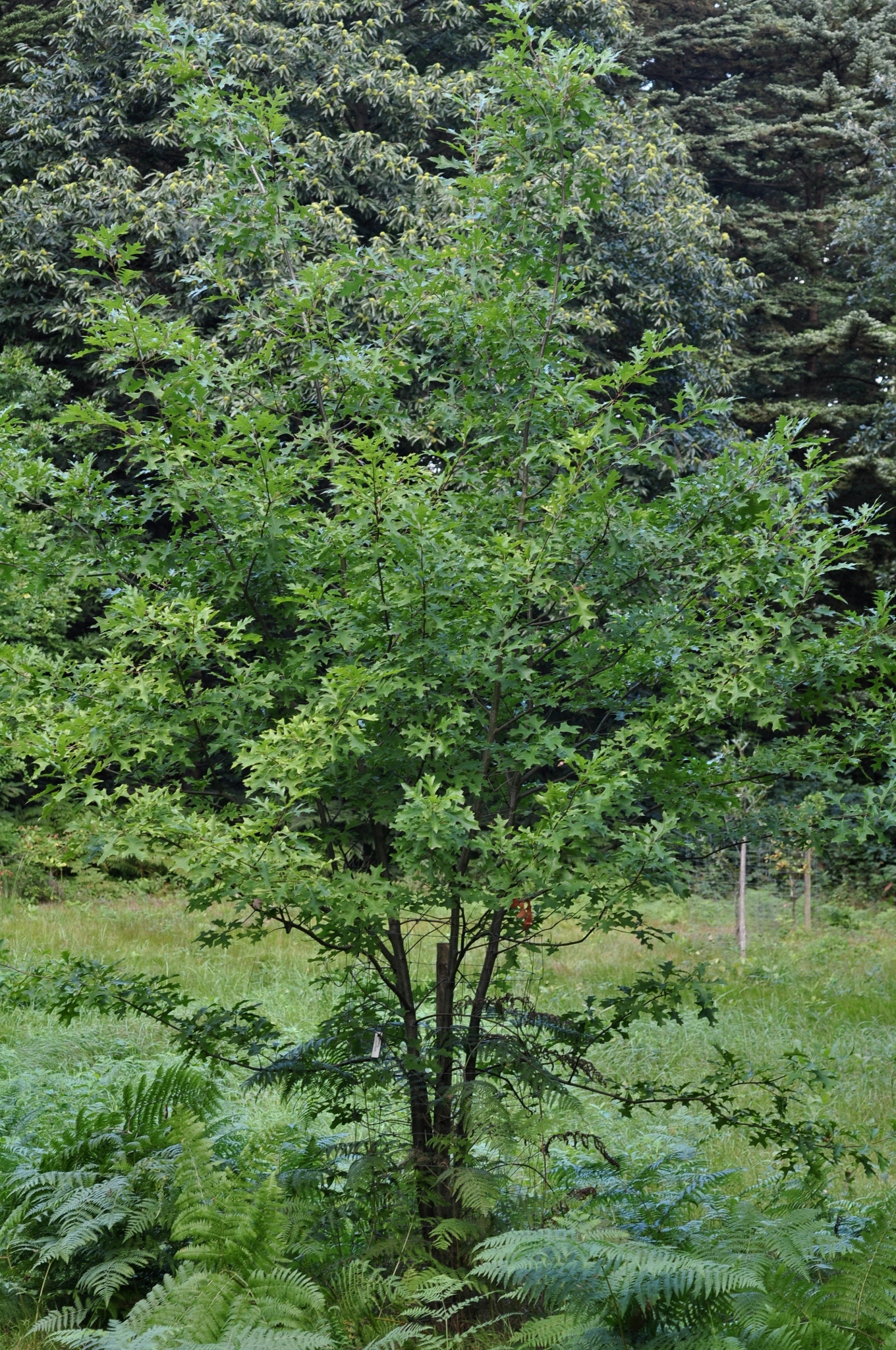 Fagaceae Quercus ilicifolia