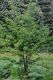 image of Quercus ilicifolia