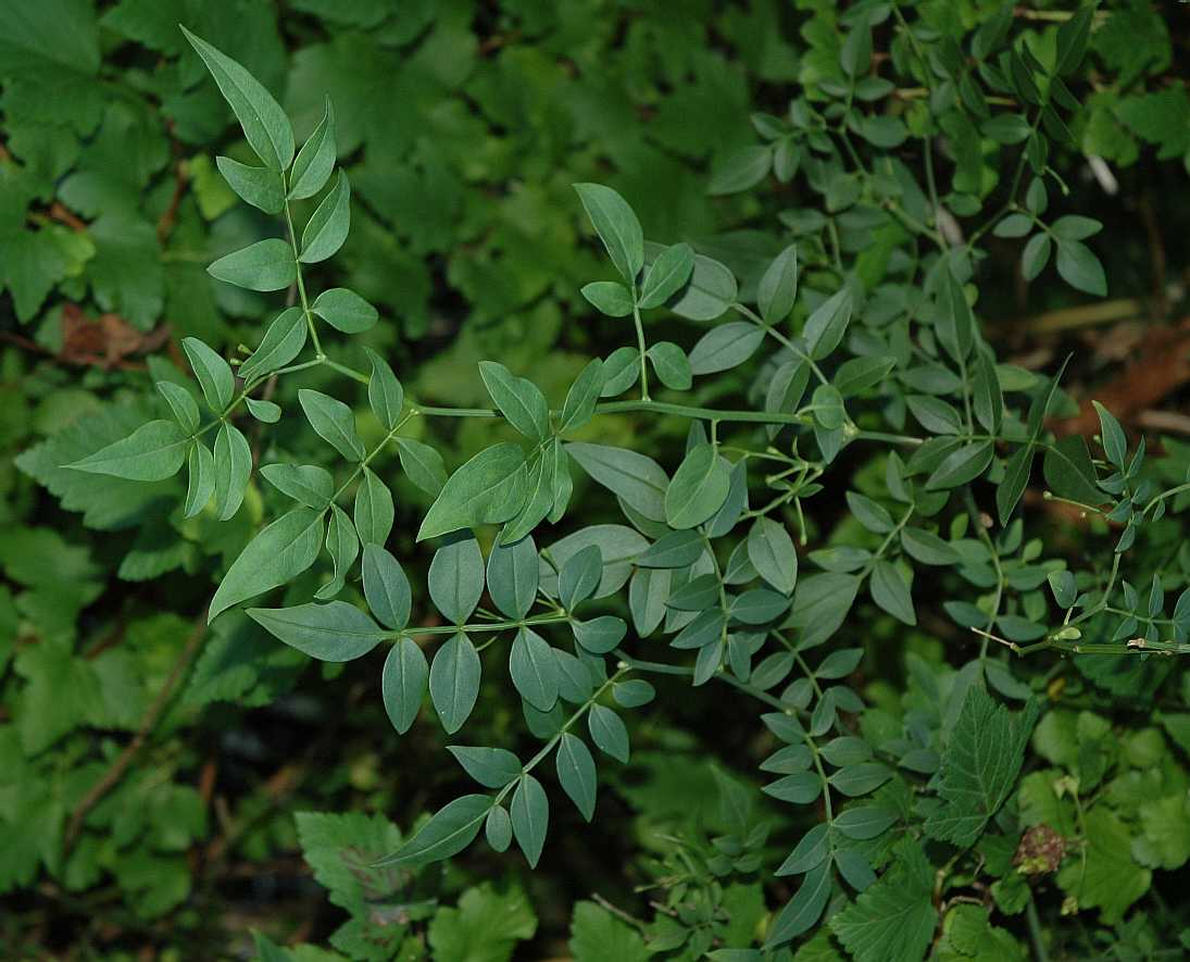 Oleaceae Jasminum humile