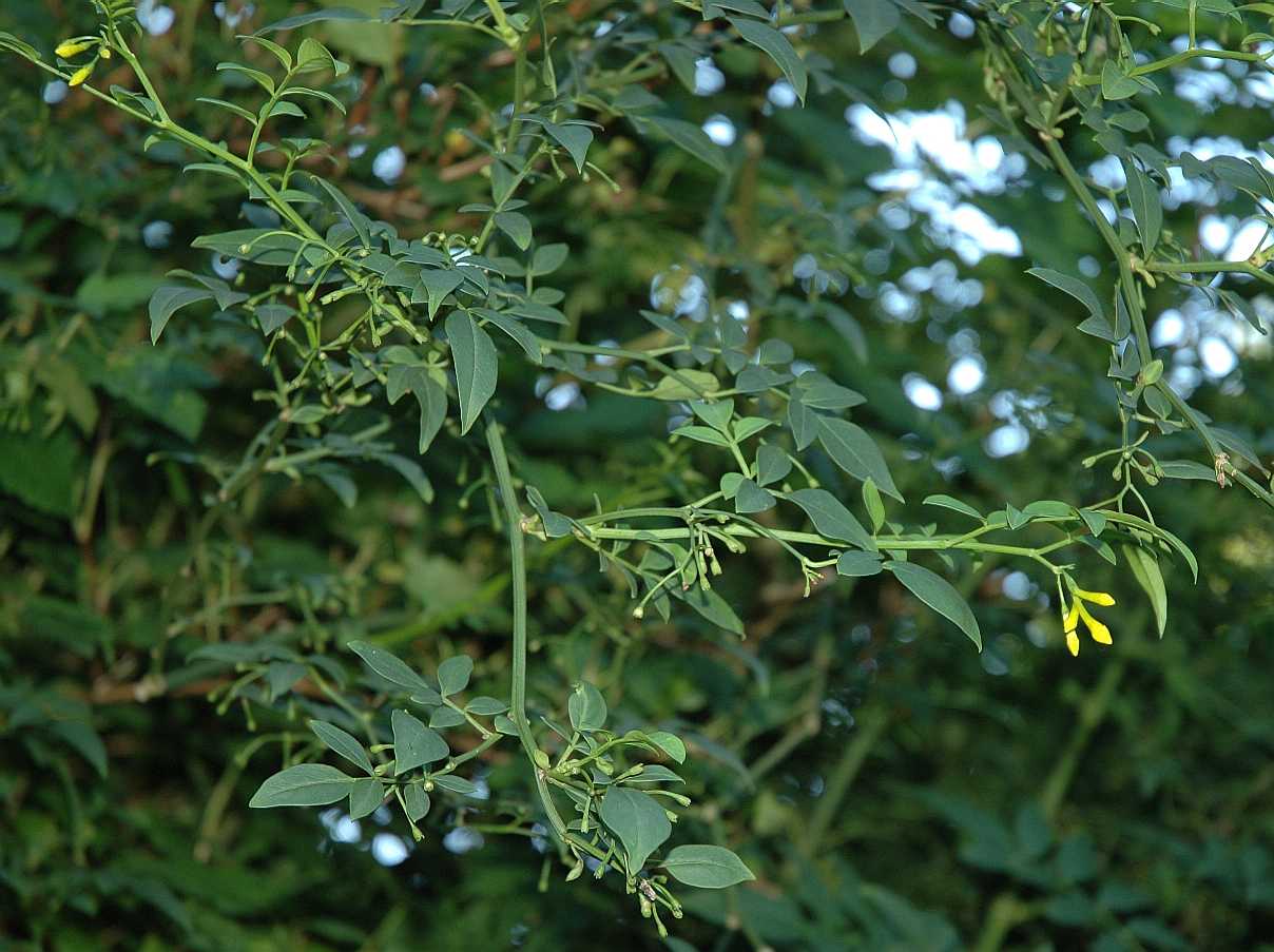 Oleaceae Jasminum humile