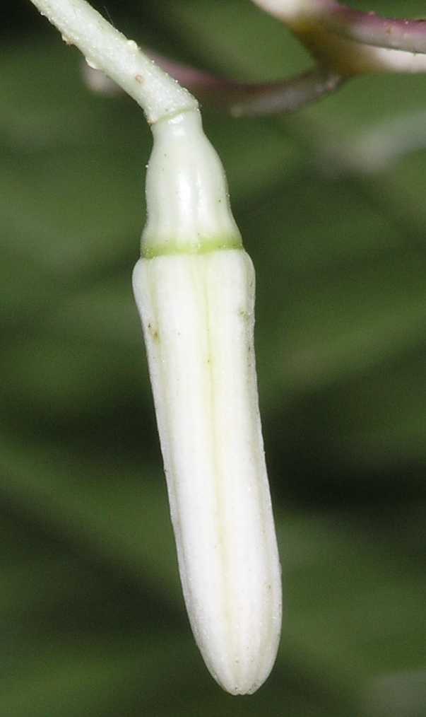 Cornaceae Alangium platanifolium