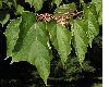image of Alangium platanifolium