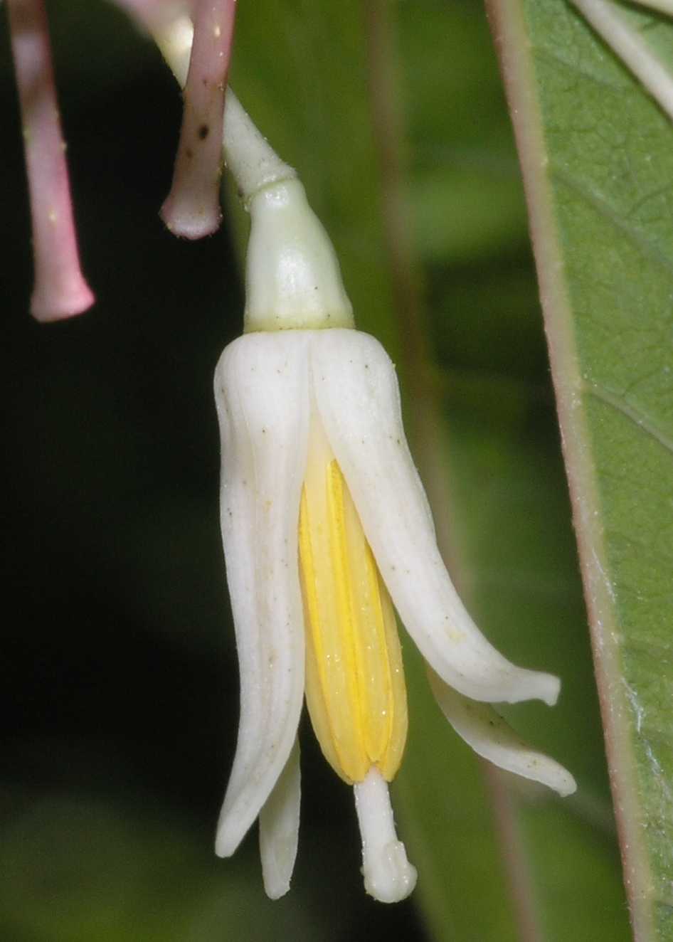 Cornaceae Alangium platanifolium