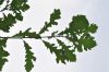 image of Quercus macrocarpa