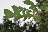 image of Quercus gambelii