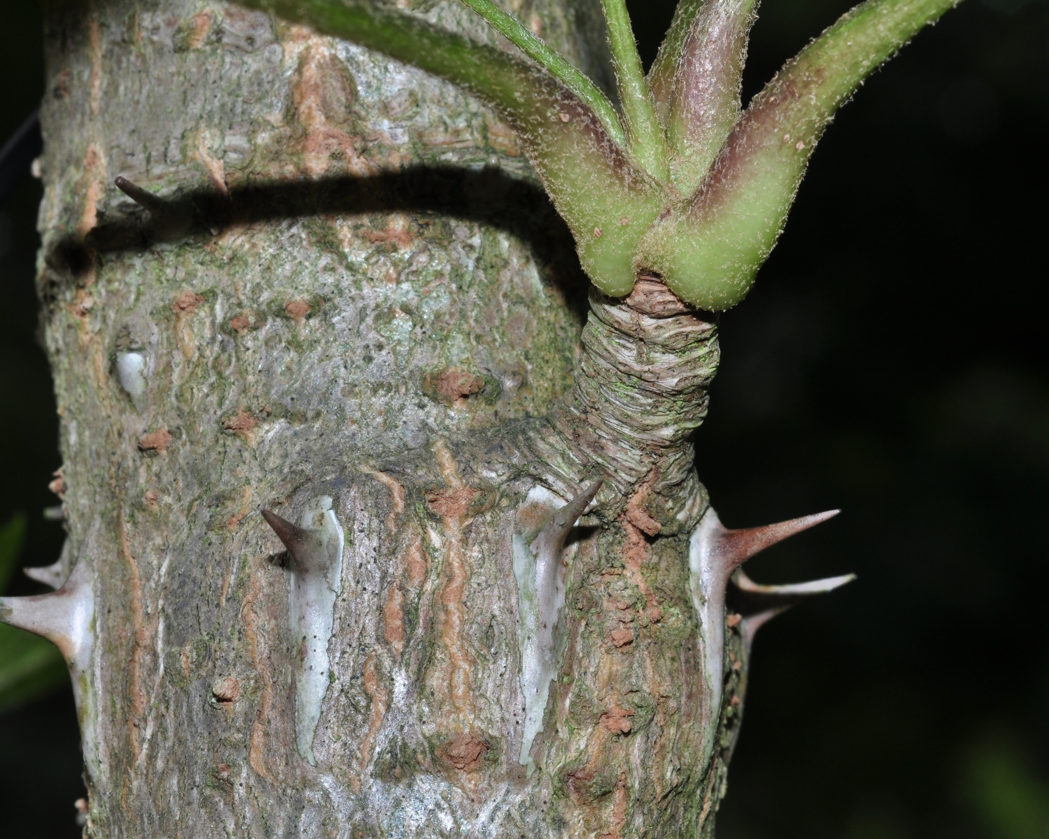 Araliaceae Kalopanax pictus