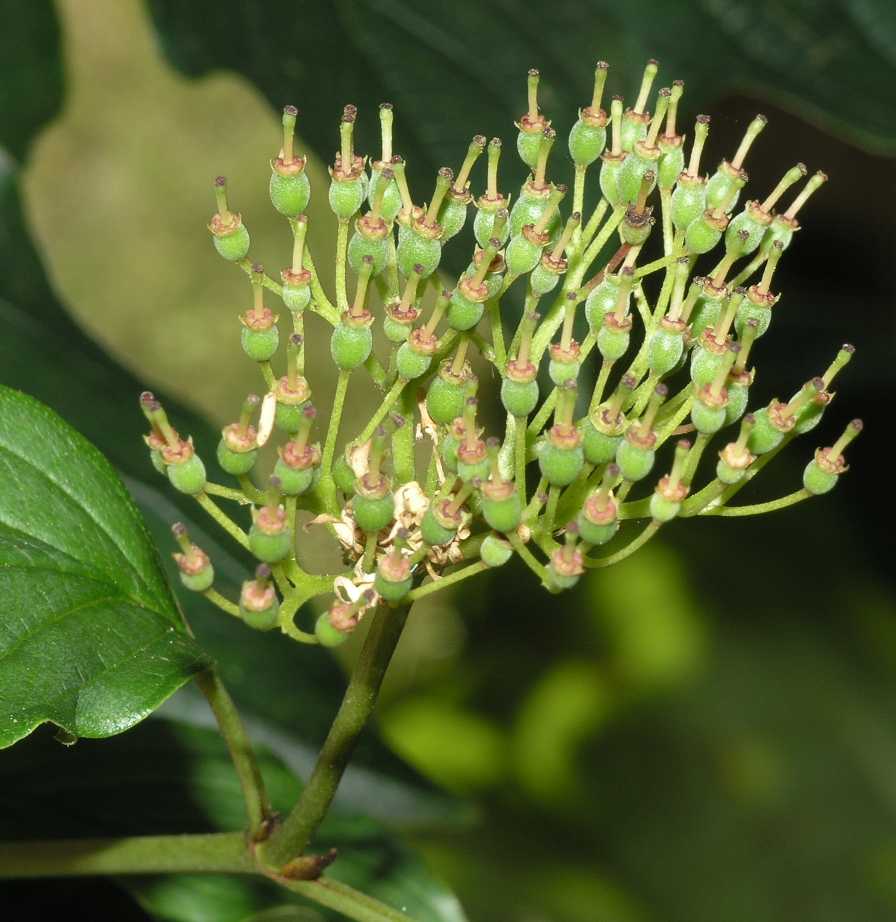 Cornaceae Cornus sanguinea