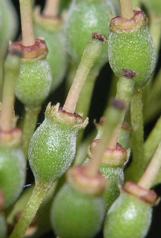 Cornaceae Cornus sanguinea