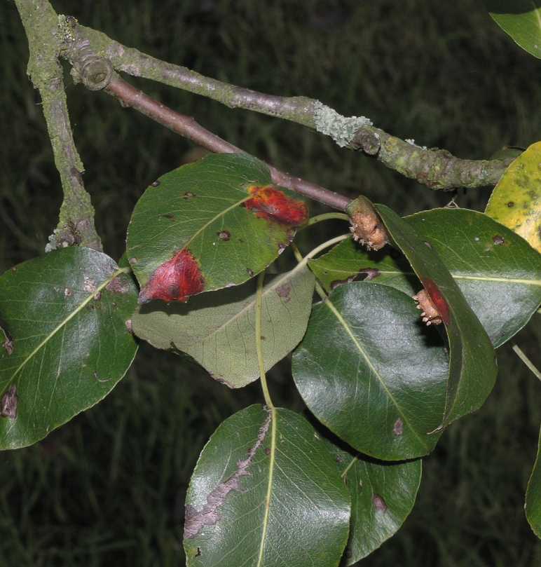 Pucciniaceae Gymnosporangium 