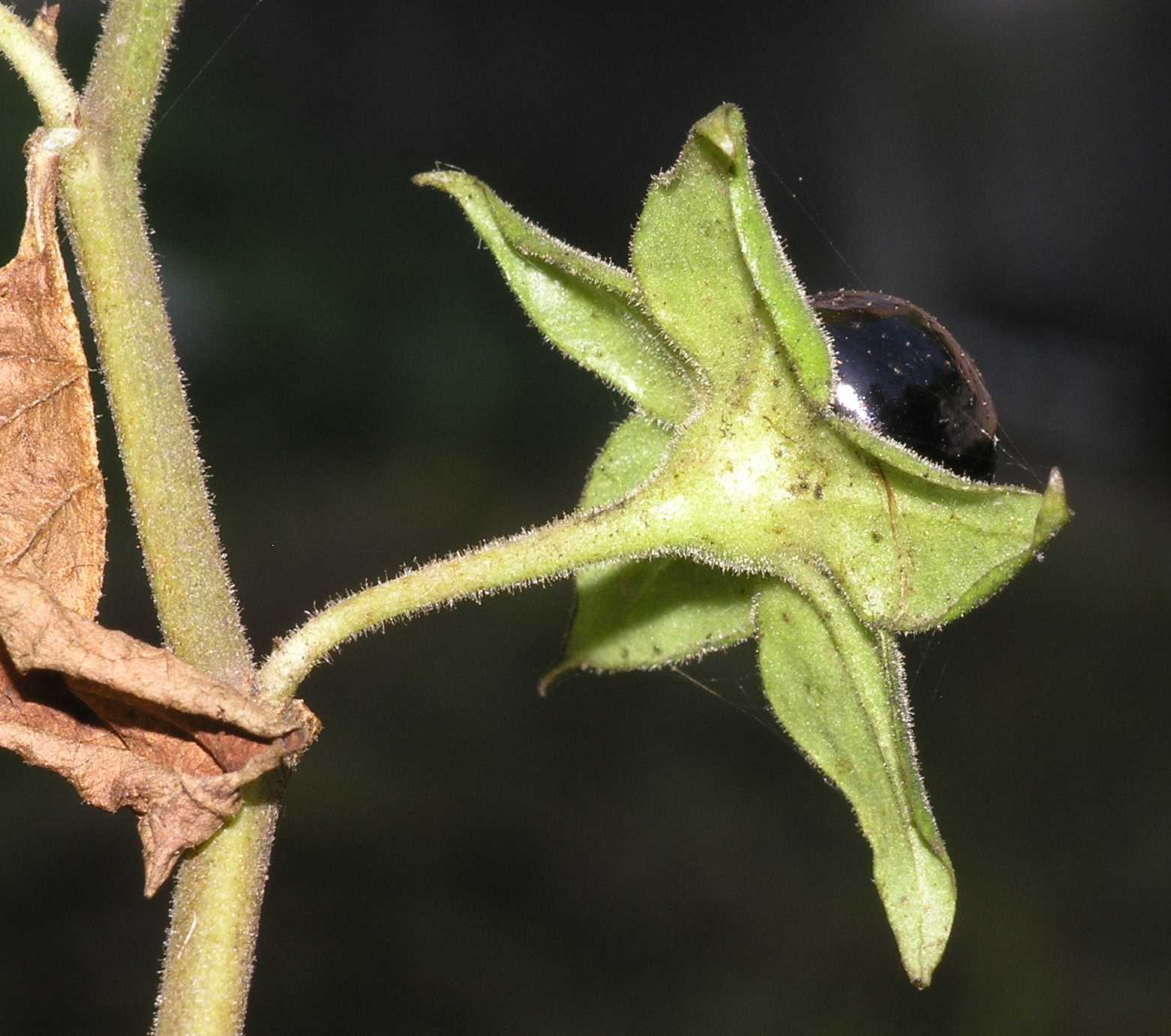 Solanaceae Atropa bella-donna