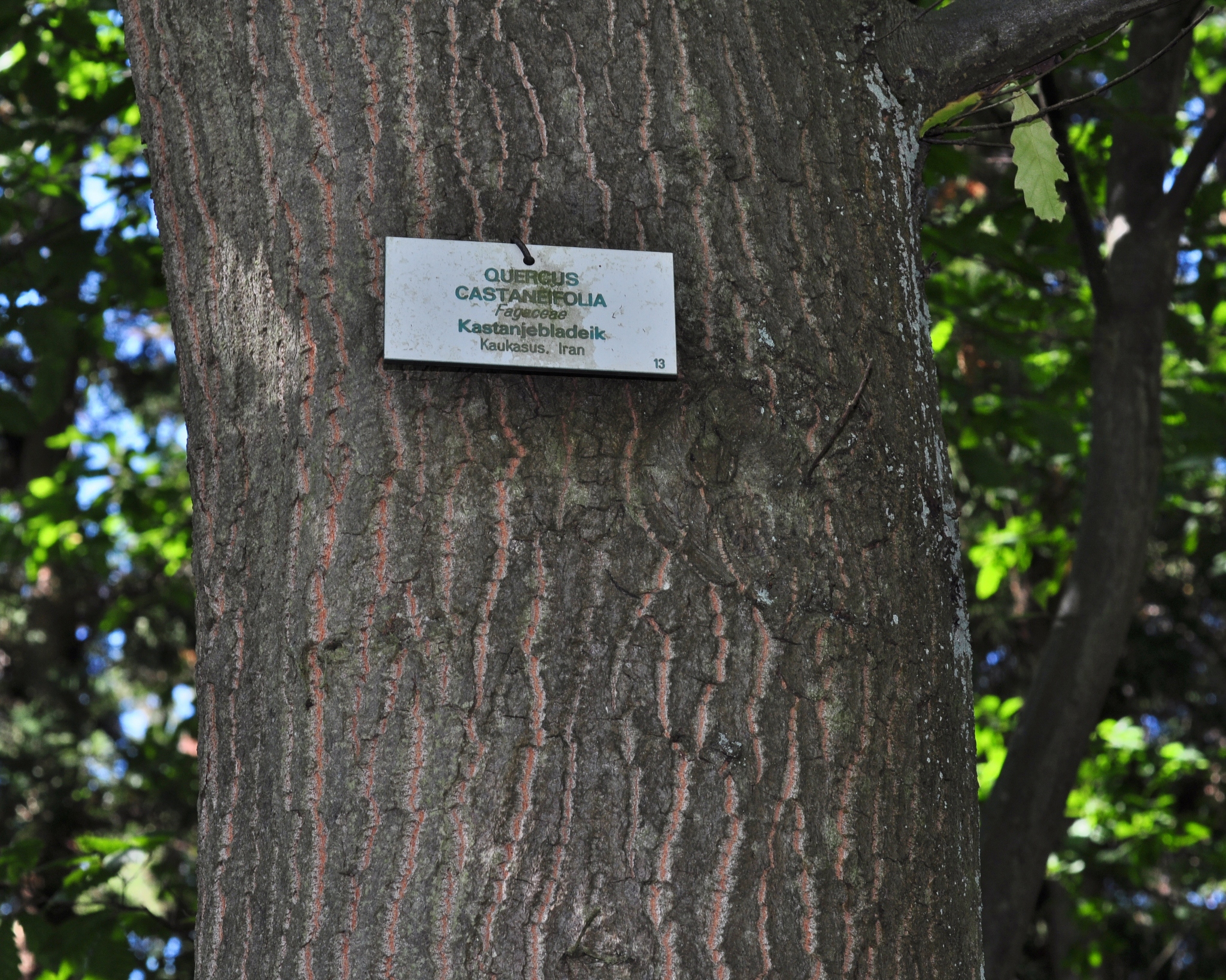 Fagaceae Quercus castaneifolia
