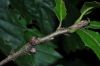 image of Quercus castaneifolia