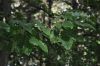 image of Quercus castaneifolia