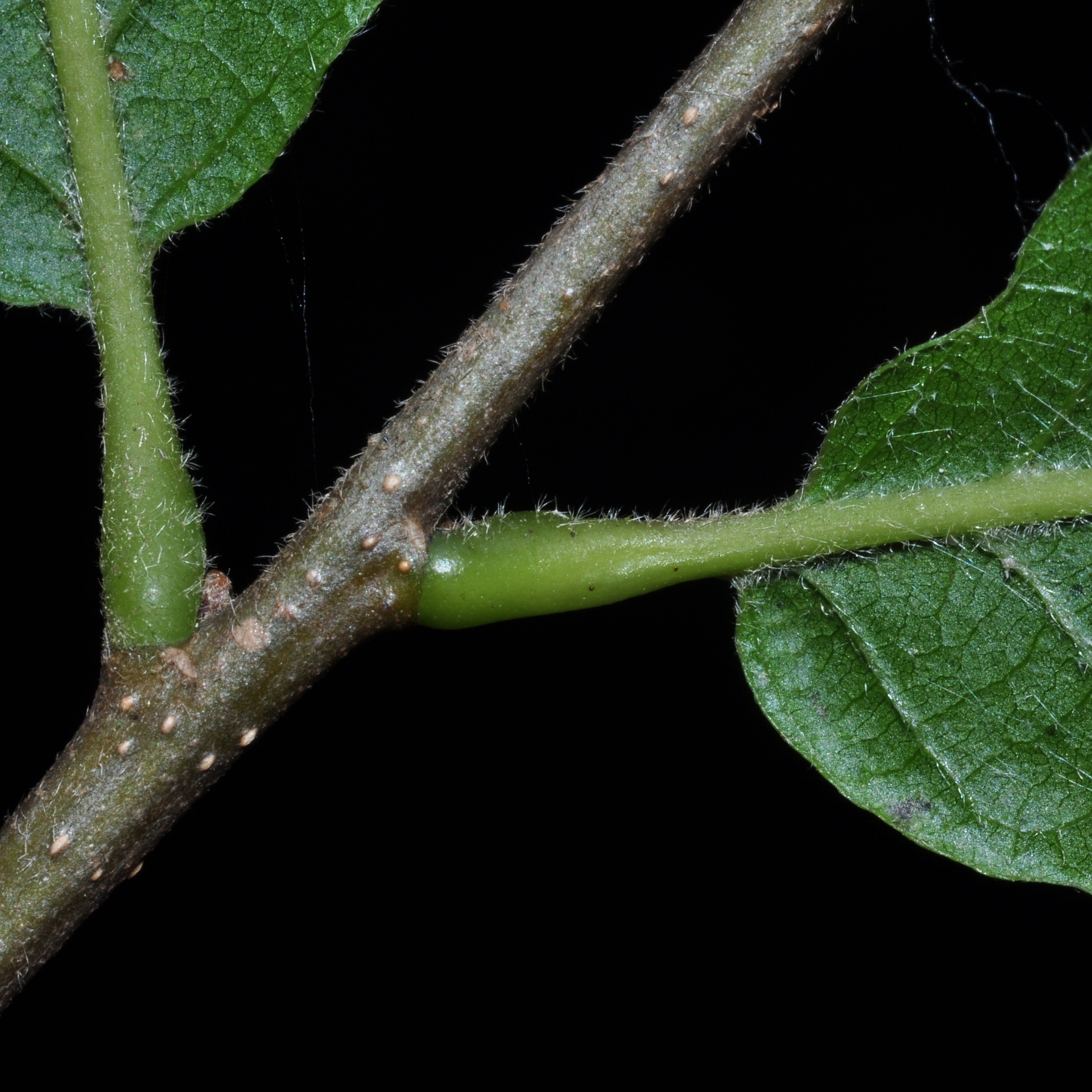 Fagaceae Quercus castaneifolia