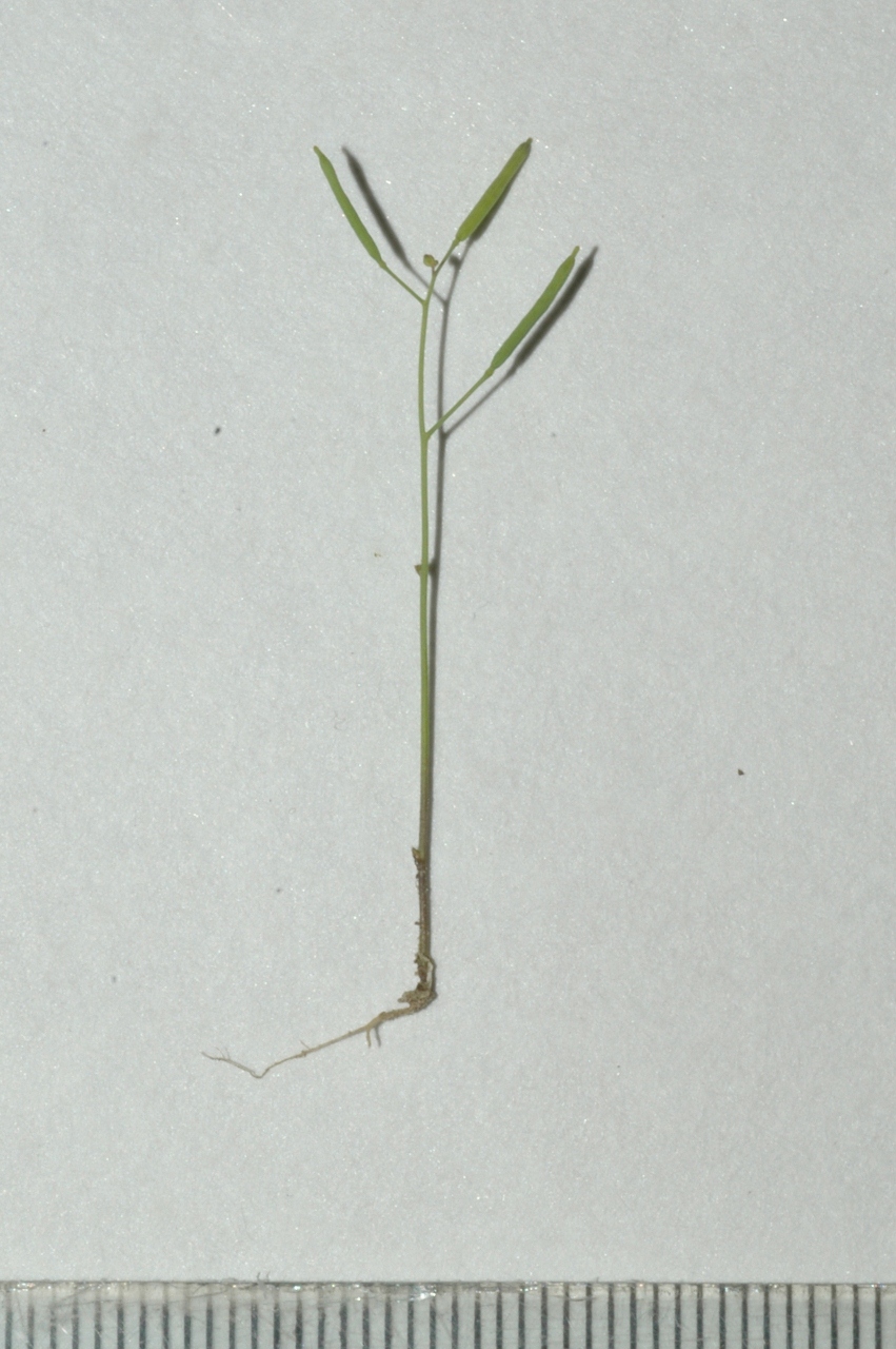 Brassicaceae Arabidopsis thaliana
