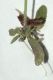 image of Arabidopsis thaliana