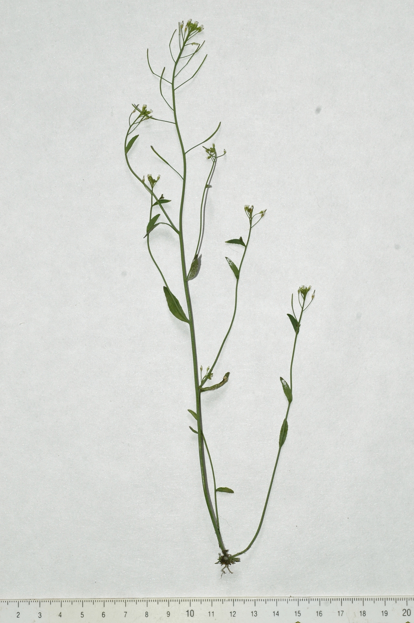 Brassicaceae Arabidopsis thaliana