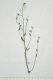 image of Arabidopsis thaliana