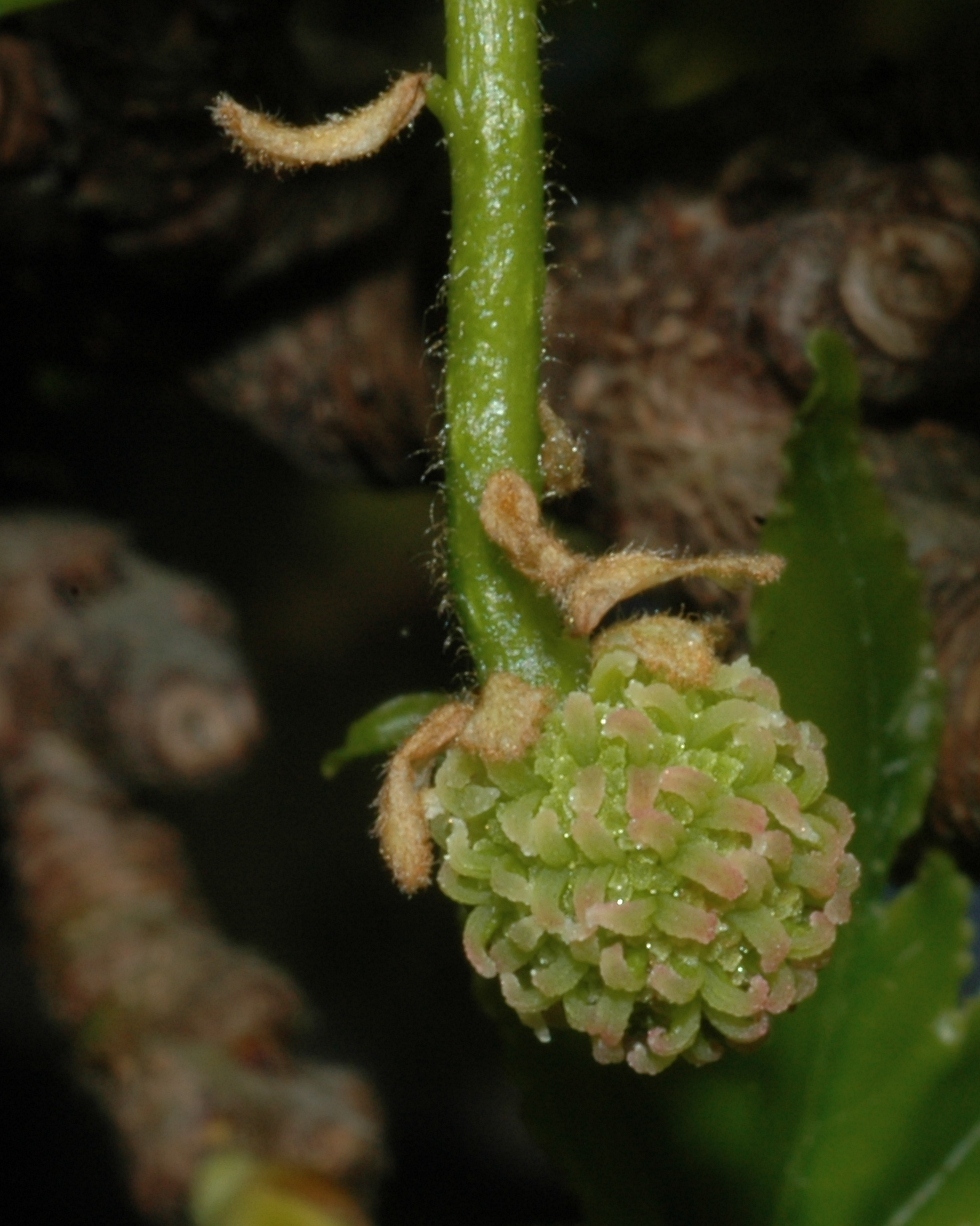 Altingiaceae Liquidambar styraciflua