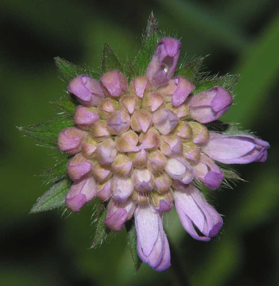 Dipsacaceae Knautia arvensis