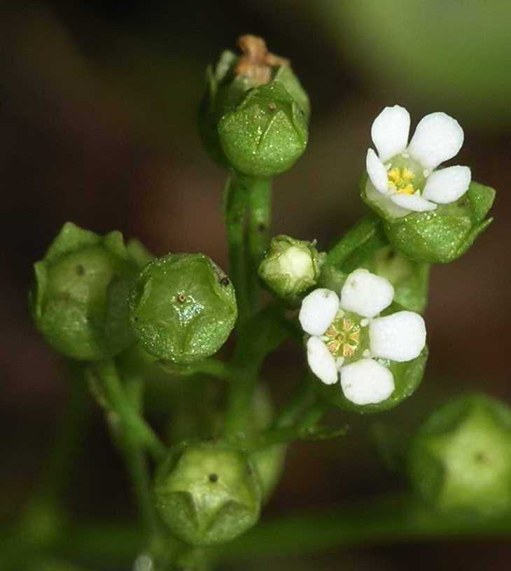 Primulaceae Samolus valerandi