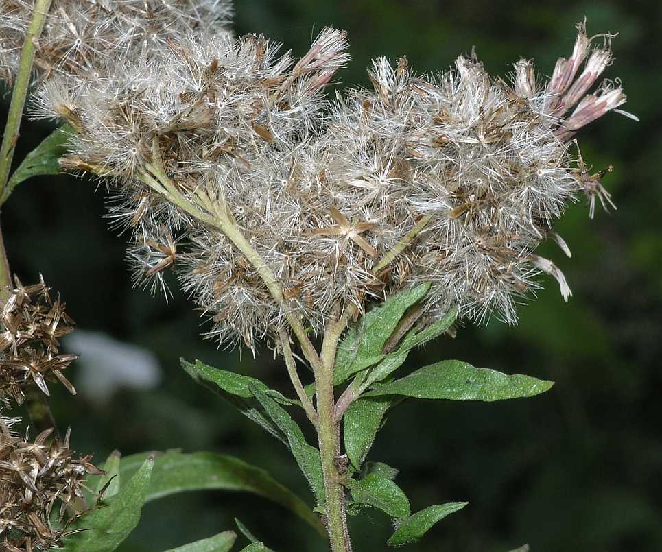 Asteraceae Eupatorium cannabinum