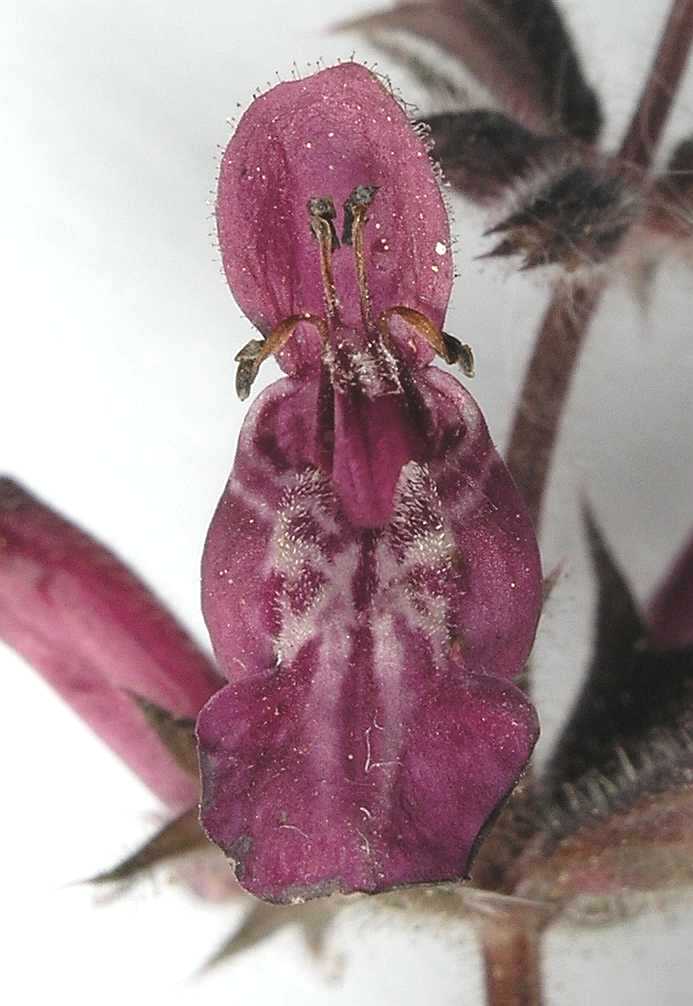 Lamiaceae Stachys sylvatica